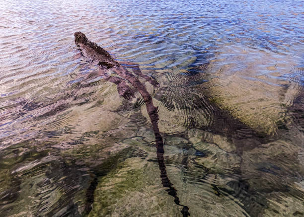 郭晶晶真实身高揭秘：官方数据与实际测量对比
